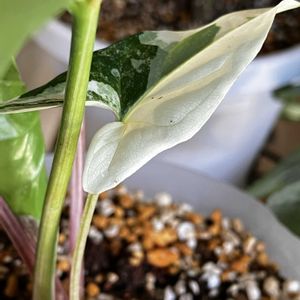 シンゴニウム・フレンチマーブル,フレンチマーブル,シュリンクハート,シンゴニウム・シュリンクハート,斑入り。の画像