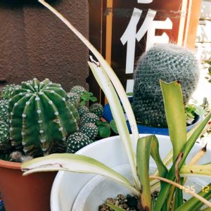 クジャクサボテン,サボテン,サボテンの花開花,サボテンの花,サボテン＊"の画像