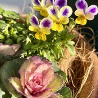 ローズマリー,葉牡丹（はぼたん）,ガーデニング,お散歩,ビオラ・パンジーの画像