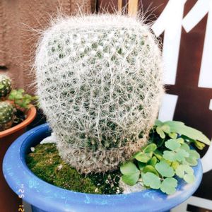 クジャクサボテン,サボテン,サボテンの花開花,サボテンの花,サボテン＊"の画像