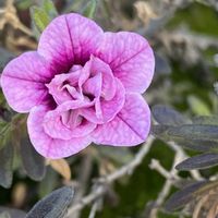 カリブラコア,ナデシコ,お花に癒されて❤️の画像