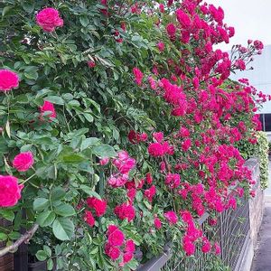 バラ,バラと夢CLUB,あっ火曜日,チーム岐阜,ユーミンつながりの画像