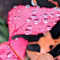 コデマリ,シュウメイギク,マンリョウ,小手毬,シュウメイギク•ダイアナの画像