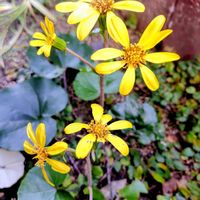 ツワブキ,ポトス,ビオラ,プリムラ　ジュリアン,花のある暮らしの画像