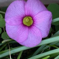 オキザリス,ピアス。,ピアス。の画像