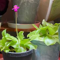 ムシトリスミレ,食虫植物,お花,成長記録,ピンクの花の画像