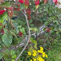 ガマズミ,ツワブキ,ナンテン,ツワブキの花,斑入りツワブキの画像