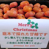 柿の木,カキ,柿の実,柿,クリスマスの画像