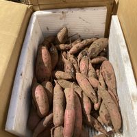 切り取った蔓で育てた第二弾のシルクスイート,市民農園,育成日記,家庭菜園奮闘日記,家庭菜園の画像