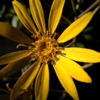 ツワブキ,ツワブキ,ツワブキ,ツワブキ,ツワブキの花後の画像