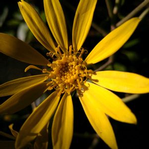 ツワブキ,ツワブキ,ツワブキ,ツワブキ,ツワブキの花後の画像