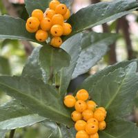 アゲラタム,アゲラタム,センリョウ,ジュウガツサクラ,ジュウガツサクラの画像