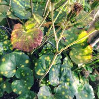 オキザリス,オキザリス,ツワブキ,ツワブキ,ミニバラの画像