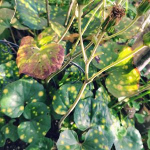 オキザリス,オキザリス,ツワブキ,ツワブキ,ミニバラの画像