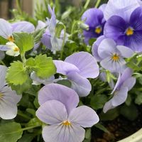 バコパ,サントリー キララ ホワイト,エンジェルウイングス,寄せ植え.,冬咲パンジー　ウィンター　ナチュレの画像