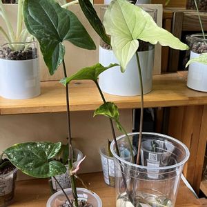 シンゴニウム,シンゴニウム,サトイモ科,観葉植物,ハイドロカルチャーの画像