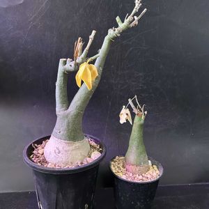 多肉植物,観葉植物,塊根植物,コーデックス,珍奇植物の画像