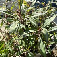 チョコレートコスモス,チョコレートコスモスの画像