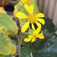 コデマリ,ツワブキ,ツワブキ  浮雲錦,黄色い花,花のある暮らしの画像