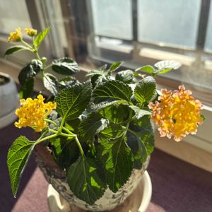 ピンク,イエロー,窓辺の画像