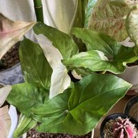 サボテン,シンゴニウム・フレンチマーブル,観葉植物,PR,三ツ星品質モニターの画像