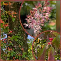 ハナミズキ,メリニス サバンナ,ツタ(蔦),花のある暮らし,植物好きの画像