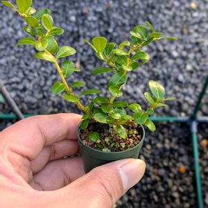 雲龍ツゲ,盆栽,ミニ盆栽,盆栽苗木,まめ盆栽の画像