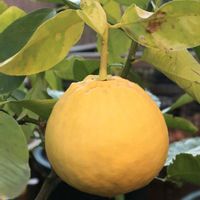 レモン,ジャンボ  レモン,ジャンボ  レモン,ジャンボレモン（ポンデローザ）,おうち園芸の画像