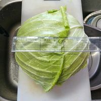 キャベツ,キャベツの画像