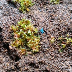 ビカクシダ,着生植物,腐生植物の画像