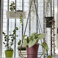 ウスネオイデス,多肉植物,観葉植物,エアープランツ/チランジア,インドアプランツの画像