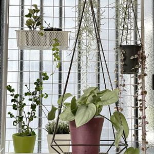 ウスネオイデス,多肉植物,観葉植物,エアープランツ/チランジア,インドアプランツの画像