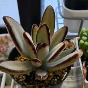 カランコエ,黒兎耳,黒兎,黒うさぎ,多肉植物の画像