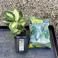 ディフェンバキア,デヘンバキア,ディフェンバキア・クールビューティ,PR,三ツ星品質モニターの画像