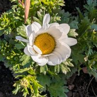 ニオイスミレ,ノースポール,パンジー,花壇,シェア畑深大寺の画像