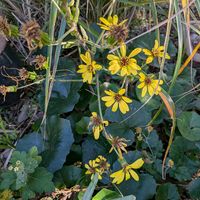 アガパンサス,ススキ,スプレーマム,石蕗（つわぶき）,今日のお花の画像