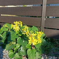 ツワブキ,ツワブキ,モミジ,モミジ,ツワブキ(石蕗)の画像