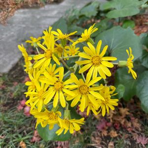 ツワブキ,花言葉,今日のお花,happy♡の画像