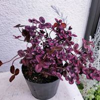 クローバー,クローバー,クローバー・ティント ロゼ,クローバー ティント,クローバー ティントの画像