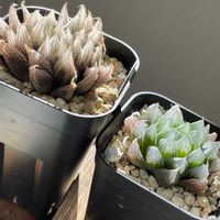 ハオルチア,ハオルチア,ハオルチア クブシエ,ぺぺロミア　カイエン,多肉植物の画像