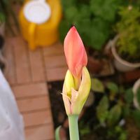 アマリリス,初心者,ベランダガーデニング,初めて育てる,手探り状態の画像