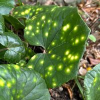 アオキ,ツワブキ,観葉植物,今日のお花,チーム魔女っ子の画像