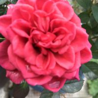 オレガノ,葉牡丹,ラベーンダー,庭の花,お花好きの画像