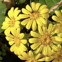 ストレプトカーパス,ツワブキ,チワワエンシス,サンパラソル,ノボロギクの画像