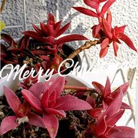 火祭り,赤鬼城,クラッスラ属,火祭り紅葉,赤鬼城紅葉の画像