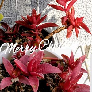 火祭り,赤鬼城,クラッスラ属,火祭り紅葉,赤鬼城紅葉の画像