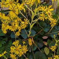 アゲラタム,皇帝ダリア,パンジー,ツワブキ(石蕗),葉牡丹とビオラの寄せ植えの画像