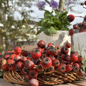 バラ,小さな庭の画像