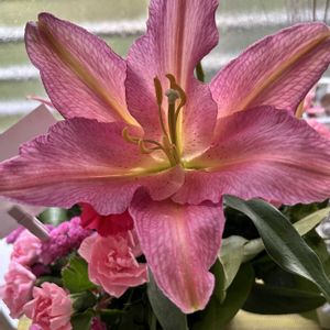 オリエンタルリリー,高砂百合,高砂百合の花後,フラワーアレンジメント,こんな時期に？の画像