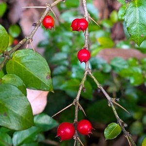 アリドオシ,蟻通し,雑草,山野草,野草の画像
